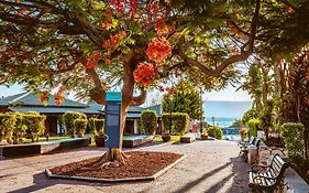 רימונים דריה על הכנרת